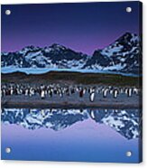 King Penguins In A Breeding Colony #1 Acrylic Print