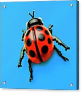Ladybug #1 Acrylic Print