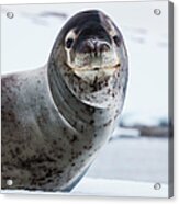 Leopard Seal, Antarctica #1 Acrylic Print