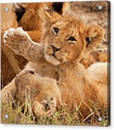 Lion Cubs Wrestle On Masai Mara, Kenya #1 Acrylic Print