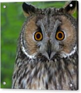 Long-eared Owl #1 Acrylic Print