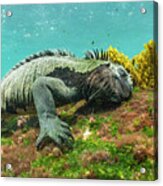 Marine Iguana Grazing On Algae #1 Acrylic Print