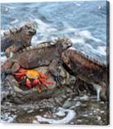 Marine Iguanas And Sally Lightfoot Crab #1 Acrylic Print