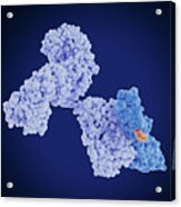 Mesothelin Protein Bound To Antibody #1 Acrylic Print