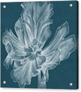 Monochrome Tulip Ii #1 Acrylic Print