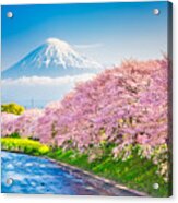 Mt. Fuji, Japan Spring Landscape #1 Acrylic Print