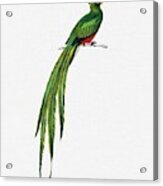 Pavonine Quetzal  Pharomachrus Pavoninus Illustrated By Charles Dessalines D Orbigny  1806 1876 3 #1 Acrylic Print