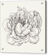 Pen And Ink Florals V #1 Acrylic Print