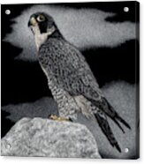 Peregrine Falcon #1 Acrylic Print