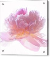 Pink Peony #1 Acrylic Print