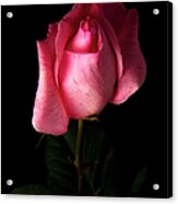 Pink Rose #1 Acrylic Print