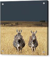 Plains Zebra, Masai Mara Game Reserve #1 Acrylic Print