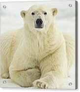 Polar Bear, Svalbard, Norway Acrylic Print