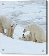 Polar Bears In The Wild. A Powerful Acrylic Print