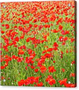 Poppies, Somme Valley, France #1 Acrylic Print