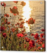 Poppy Flowers At Sunset On River Acrylic Print