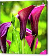 Purple Calla Lily Flower Acrylic Print