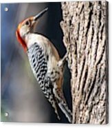 Red-bellied Woodpecker #1 Acrylic Print