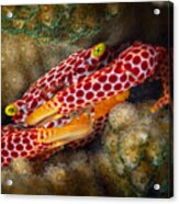 Red Spotted Guard Crab #1 Acrylic Print