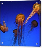 Sea Nettle #1 Acrylic Print