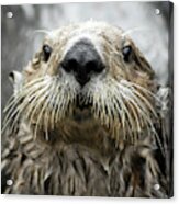 Sea Otter Face Acrylic Print