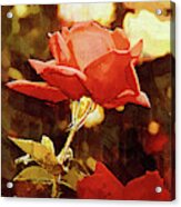 Single Rose Bloom In Gothic Acrylic Print