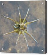 Six-spotted Fishing Spider #1 Acrylic Print