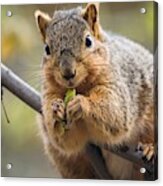 Snacking Squirrel Acrylic Print