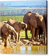 South Africa, African Elephants At #1 Acrylic Print