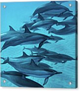 Spinner Dolphins #1 Acrylic Print