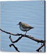 Spotted Sandpiper Acrylic Print