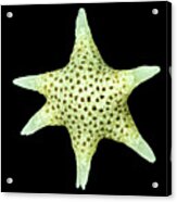 Star Sand Foraminifera Acrylic Print