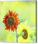 Sunflower Field #1 Acrylic Print