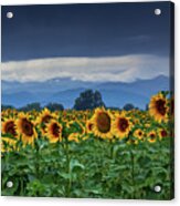 Sunflowers Under A Stormy Sky #1 Acrylic Print