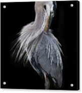 The Elegant Great Blue Heron #1 Acrylic Print