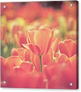 Tulips #1 Acrylic Print