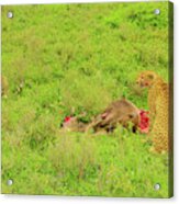 Two Cheetah Eats Gnu #1 Acrylic Print