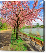 Ueno Park Cherry Blossom #1 Acrylic Print