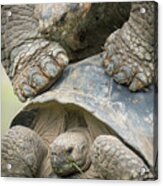 Volcan Alcedo Giant Tortoises Mating #1 Acrylic Print