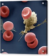 Blood Cells #13 Acrylic Print