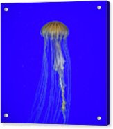 Japanese Jellyfish #17 Acrylic Print