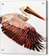 Pelican Wings #18 Acrylic Print