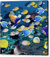 Tropical Reef Fish #17 Acrylic Print