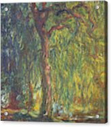 Weeping Willow #20 Acrylic Print