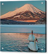 A Pair Of Mute Swans In Lake Kawaguchi #2 Acrylic Print