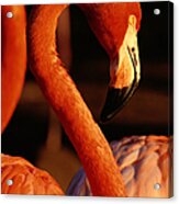 American Flamingo Phoenicopterus Ruber #2 Acrylic Print