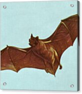 Bat Flying #2 Acrylic Print