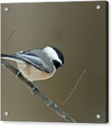 Black-capped Chickadee #2 Acrylic Print