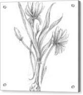 Botanical Sketch Iii #2 Acrylic Print