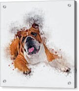 Bulldog #2 Acrylic Print